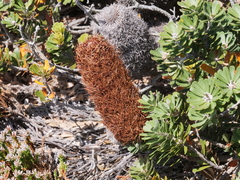 Banksia praemorsa