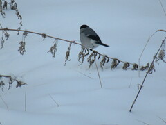 Pyrrhula pyrrhula cineracea