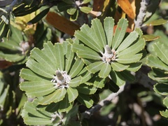 Banksia praemorsa