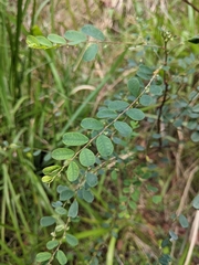Phyllanthus gunnii