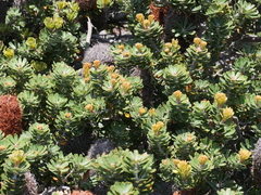 Banksia praemorsa