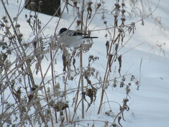 Pyrrhula pyrrhula cineracea