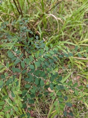 Phyllanthus gunnii