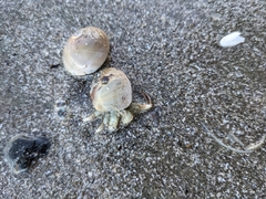 Isocheles wurdemanni