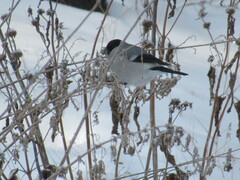 Pyrrhula pyrrhula cineracea
