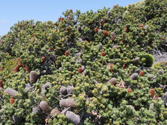 Banksia praemorsa
