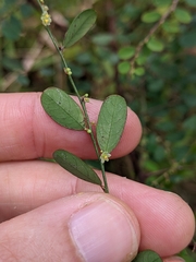 Phyllanthus gunnii