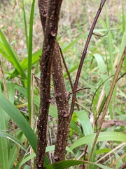 Phyllanthus gunnii