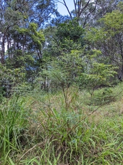 Phyllanthus gunnii