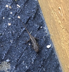 Sceloporus grammicus