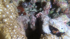 Scorpaenidae