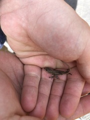 Sceloporus grammicus
