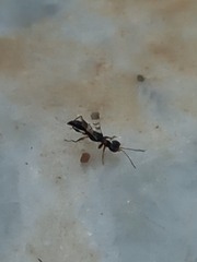 Dryinidae