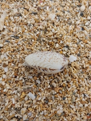 Gafrarium pectinatum