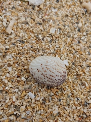 Gafrarium pectinatum