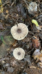 Macrolepiota eucharis