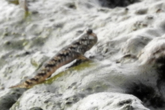 Periophthalmus argentilineatus