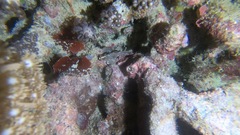 Scorpaenidae