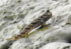 Periophthalmus argentilineatus