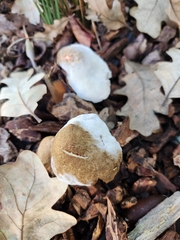 Hypomyces chrysospermus