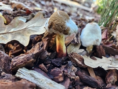 Hypomyces chrysospermus