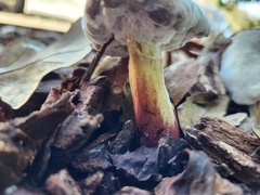 Hypomyces chrysospermus