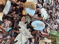 Hypomyces chrysospermus