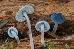 Mycena amicta