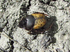 Onthophagus gibbulus