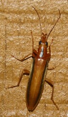 Thelyphassa lineata