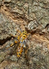 Xanthopimpla rhopaloceros
