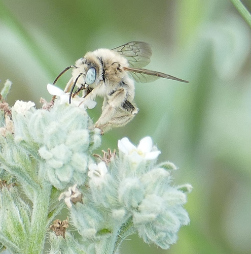 Ochraceous Chimney Bee photo 4