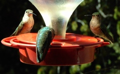 Selasphorus platycercus