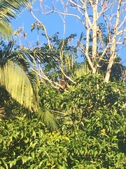 Dendrolagus lumholtzi