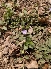 Evolvulus convolvuloides