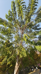 Cassia bakeriana