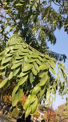 Cassia bakeriana