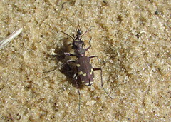 Cicindela hybrida