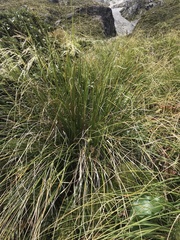 Chionochloa