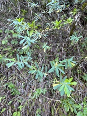 Euphorbia celastroides
