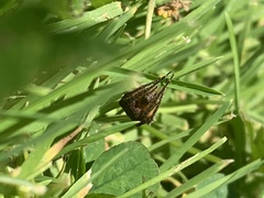 Socca pustulosa