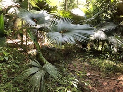 Kerriodoxa elegans