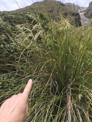 Chionochloa