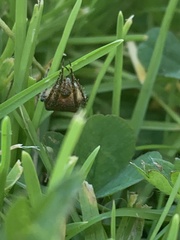 Socca pustulosa