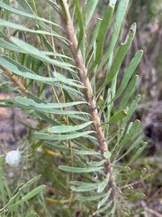 Leucadendron galpinii