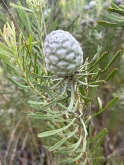Leucadendron galpinii