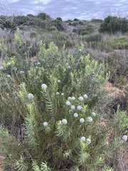 Leucadendron galpinii