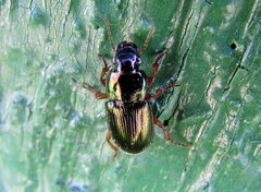 Harpalus affinis