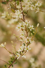 Bursaria spinosa spinosa