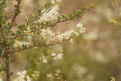 Bursaria spinosa spinosa